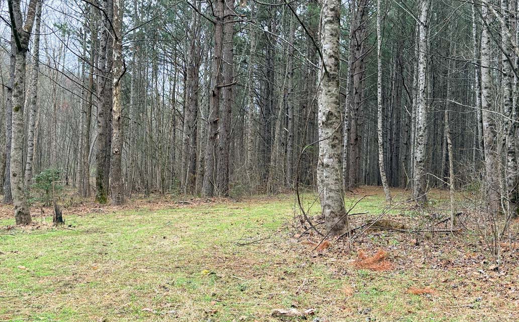 The Hive Hole 13 Fairway