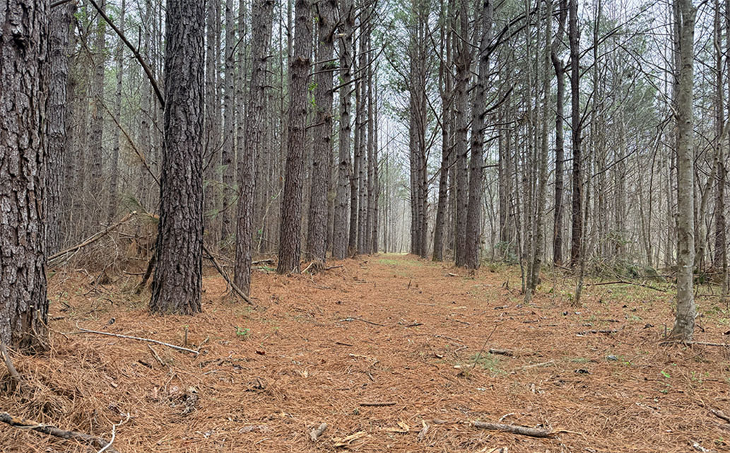 The Hive Hole 13 Tee Shot